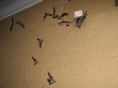 bat trapping