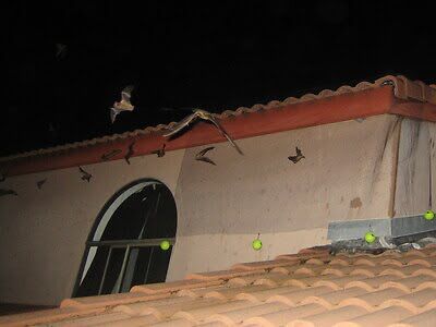 bat trapping