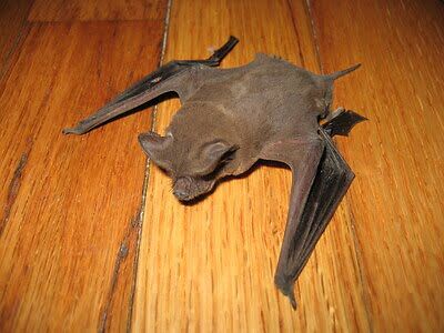 bat trapping