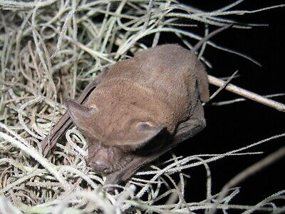 bat trapping