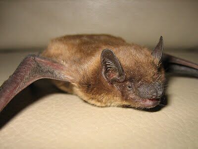 bat trapping