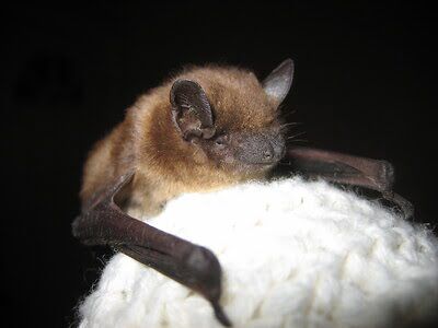 Baltimore bat control